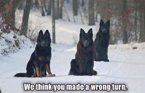 German shepherd refrigerator - german,