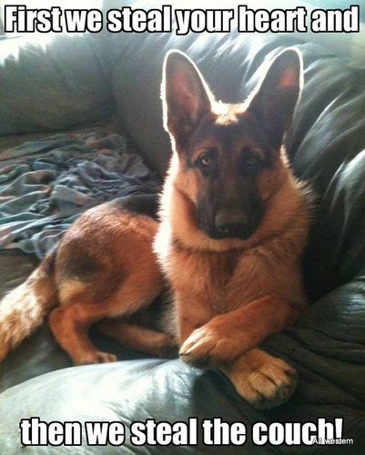 German shepherd refrigerator - german,