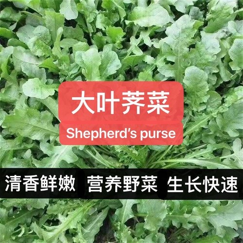 700 shepherd purse - 700+shepherd's, capsella